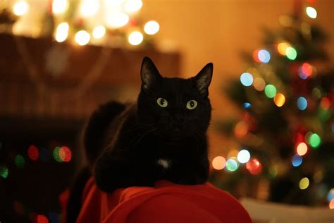 Hd Wallpaper Christmas Cat Christmas Tree Holiday Swag Black Cat