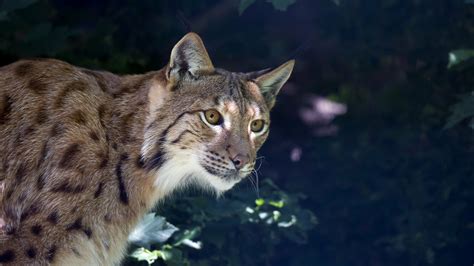 Download Animal Lynx 4k Ultra Hd Wallpaper