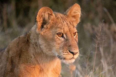 Moremi Game Reserve Game Reserves In Botswana