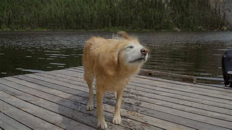 A Golden Retriever Shaking Off Water In Slow Motion Del Colaborador