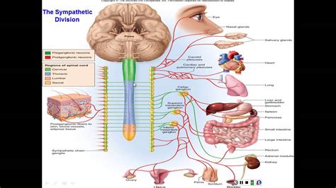 Chapter 15 The Autonomic Nervous System And Visceral Reflexes Youtube