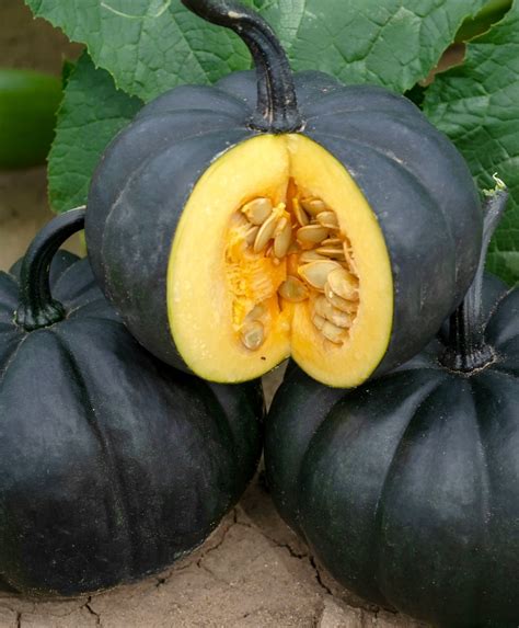 Black Kat Pumpkin John Scheepers Kitchen Garden Seeds Giant Pumpkin