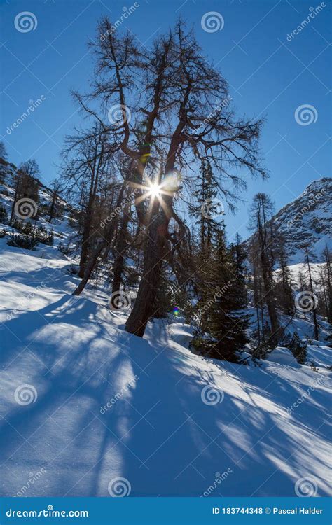 Sun Shining Through Spruce Tree In Winter Landscape With Blue Sky Stock