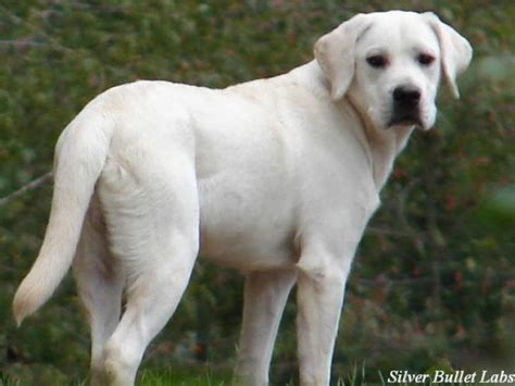 White Labrador Retriever Puppies Lab Dogs Dogs And Puppies Doggies