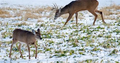 What Do Whitetail Deer Eat