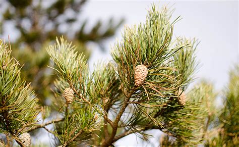 Pin Sylvestre Pinus Sylvestris Plantation Culture Entretien