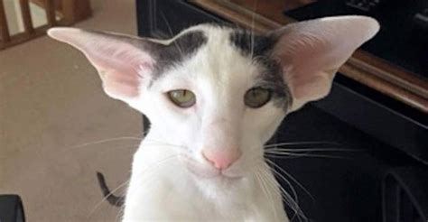 Meet Teddy Aka Dobby Cat We Love Cats And Kittens