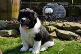 AKC Registered Newfoundland Puppy For Sale Fresno Ohio Male Gus – AC ...
