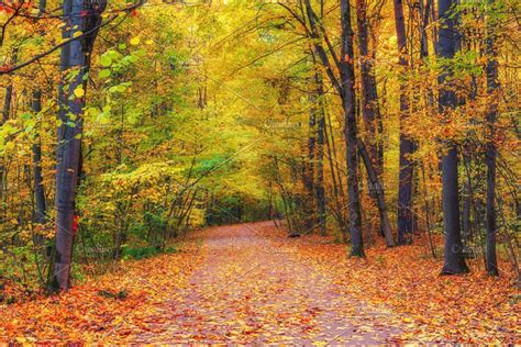 Pathway In Autumn Forest Autumn Forest Nature Photos Forest