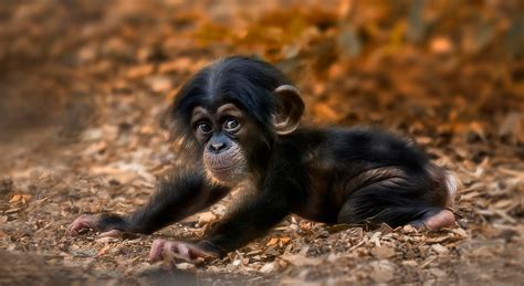 Cute Baby Chimpanzee