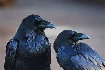 Raven Crow Birds Bird Animals Desktop Wallpapers