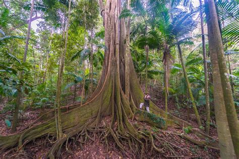 Photographing Australia: Rainforest