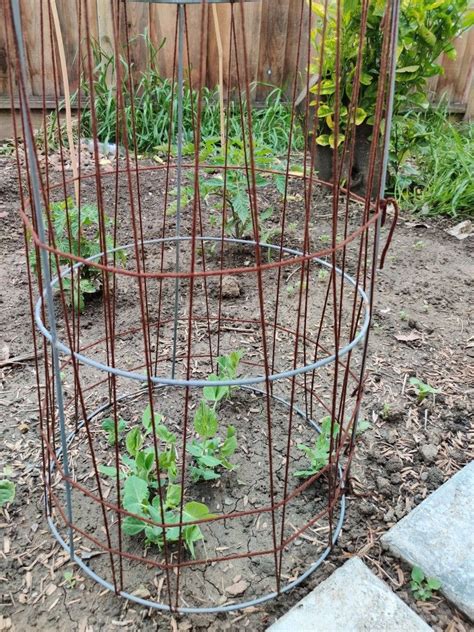 Home Made Peas Trellis From Tomato Cage Pea Trellis Tomato Cages Garden