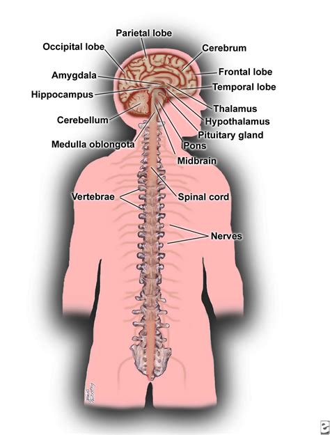 Nervous System Diagram Labeled Pictures Of Autonomic Nervous System