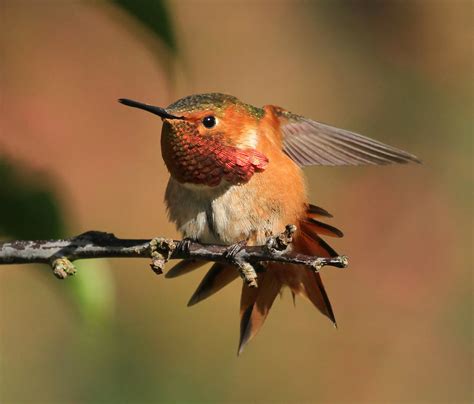 Allens Hummingbird Explored Shot Taken At The Botanical Flickr