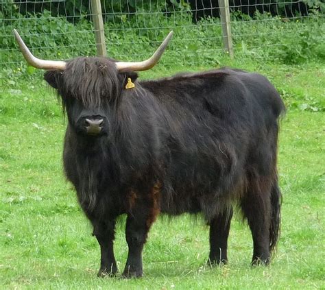 Black Beauty Scottish Highlands Scottish Animals Highland Cattle Cow