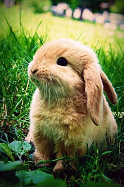 Arnab atau dalam bahasa inggeris dikenali sebagai rabbit merupakan sejenis mamalia kecil yang comel. Open Minda: Gambar Arnab Comel Yang Sangat Lucu Dan Cute!