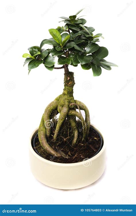 Ficus Bonsai Stock Image 22597597
