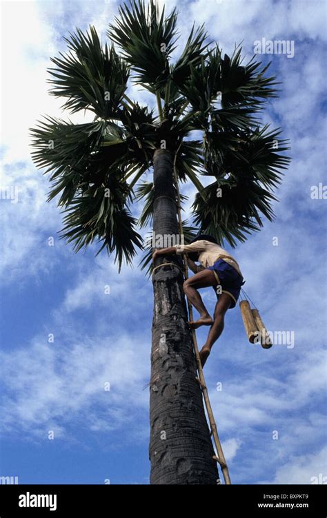 Man Climbing A Palm Tree Low Angle View Stock Photo Alamy