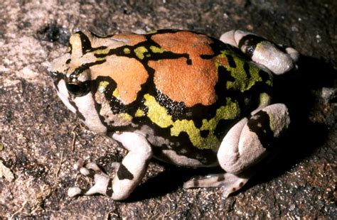 Malagasy Rainbow Frog The Life Of Animals