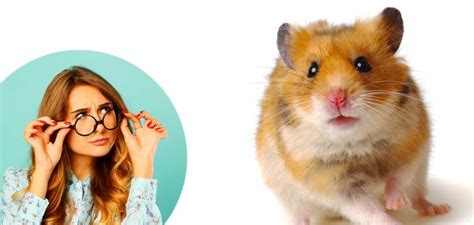 Syrian Hamster A Complete Guide To A Pocket Sized Pet