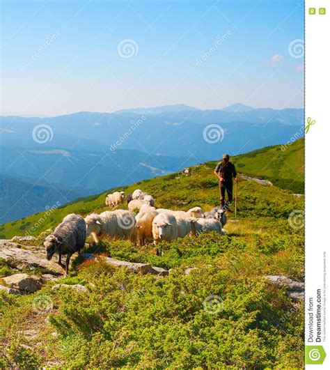 Herd Of Sheeps Stock Photo Image Of Carpathian Lamb 81869450