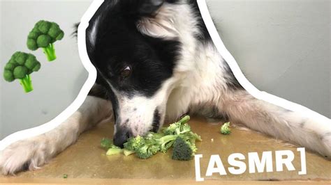 Collie Eats Broccoli Asmr Youtube