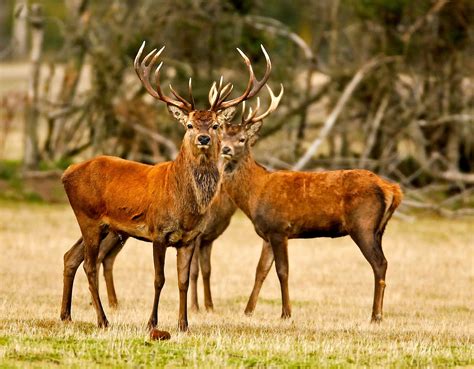 Animals Picture Stag Pictures Gallery 4