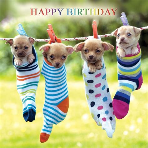 Chihuahua Dogs Birthday Card Odd Socks Cute Funny Dog Lovers Greeting