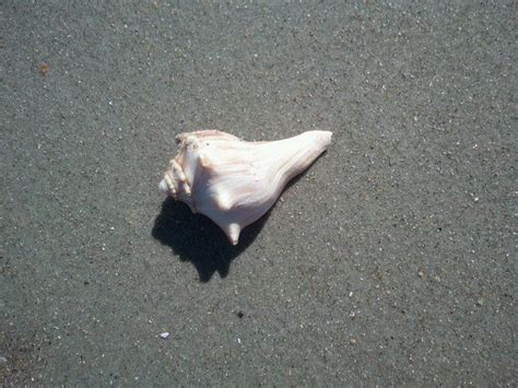 Ocean Isle Beach Nc Whelk Shells Are Plentiful As Well