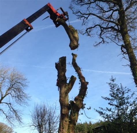 Tree Surgery In Somerset And Devon Brendon Hill Tree Surgeons