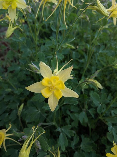 Yellow Columbine Flower Rgardening