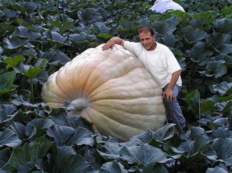 Buy A Giant Pumpkin Seed From The Largest Giant Pumpkin Ever Grown In