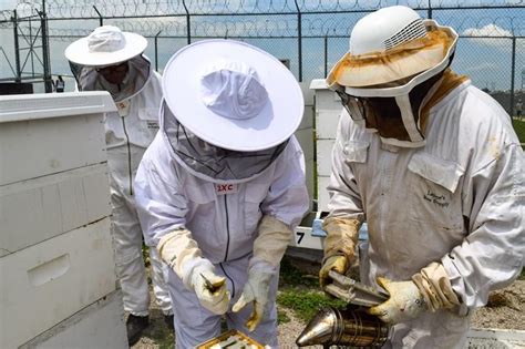 What Caring For Bees Teaches Inmates About Life Beyond Prison Tri