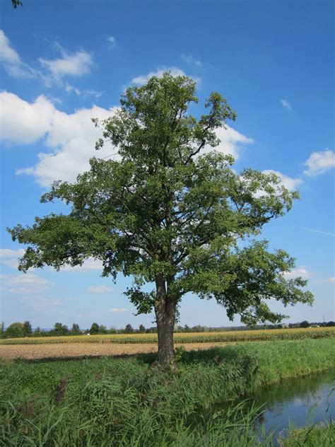 Cortar Enviar Demostración Aliso Arbol Peruano Ganador Ardilla Consenso