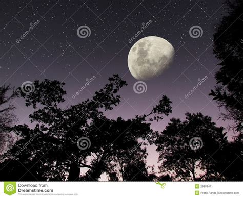 Moon Stars Dark Forest Night Sky Stock Image Image 29908411