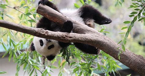 Le Panda Tient Le Bambou Libération