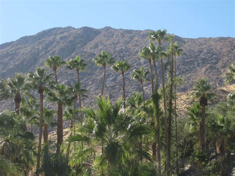 Palm Trees And Mountains In The Background