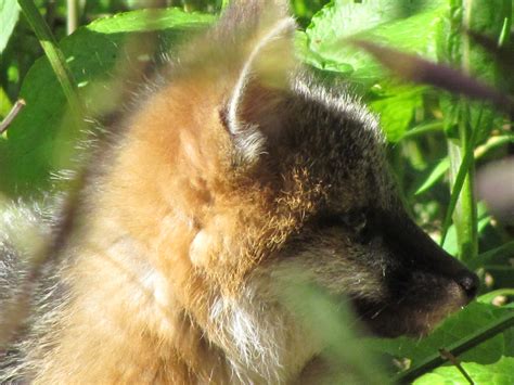 Medway Ma Gray Fox Youngster Hears Momma Groundhog And Flickr