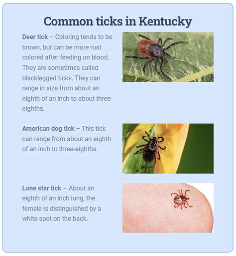 Clinton County News Kentucky Has An Uptick In Ticks And People Are