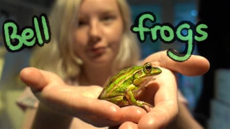 How To Care For Bell Frogs Youtube