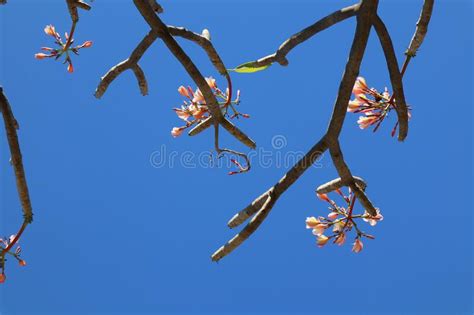 The Beauty Of Pink Frangipani Flowers On The Branches Stock Photo