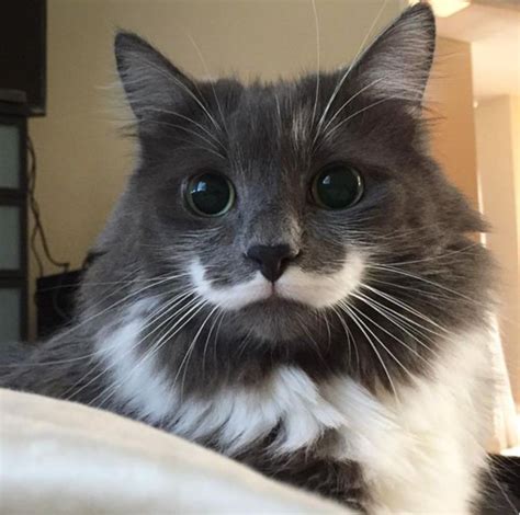 Viral Las Mejores Y Más Divertidas Fotos De Gatos Con Bigotes La