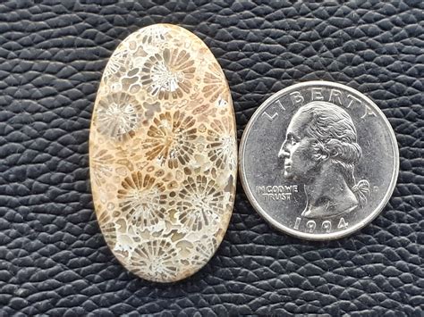 Fossil Coral Agate Loose Cabochon Gemstones Natural Jasper Etsy