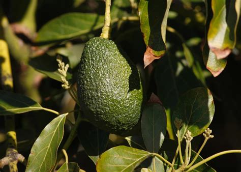 How Drones Are Being Used To Save Avocados From Laurel Wilt Disease