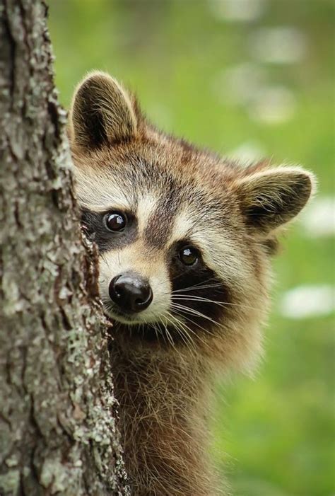 Beautiful Wildlife Raccoon By © Brittany Crossman