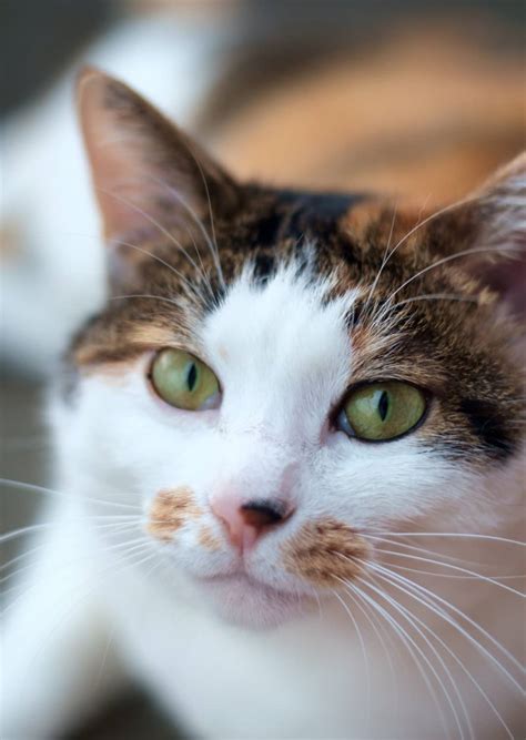 Calico Cat Breeds The Tri Color And Gorgeous Cat Cats In Care