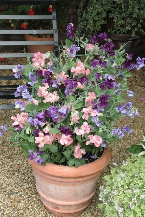 Sweet Pea 1000 In 2020 Plants Climbing Flowers Container Plants