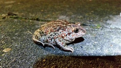 Common Spadefoot Toad Encyclopedia Of Life