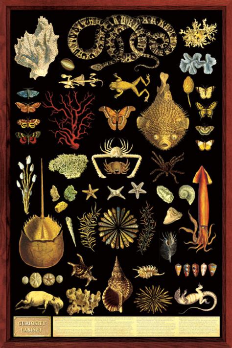 Inspiring curiosity through voyages of discovery that ignite the creative imagination. Curiosity Cabinet Poster - show natural history specimens